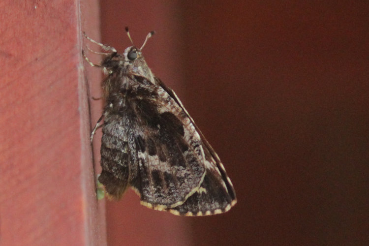 Agathymus indecisa