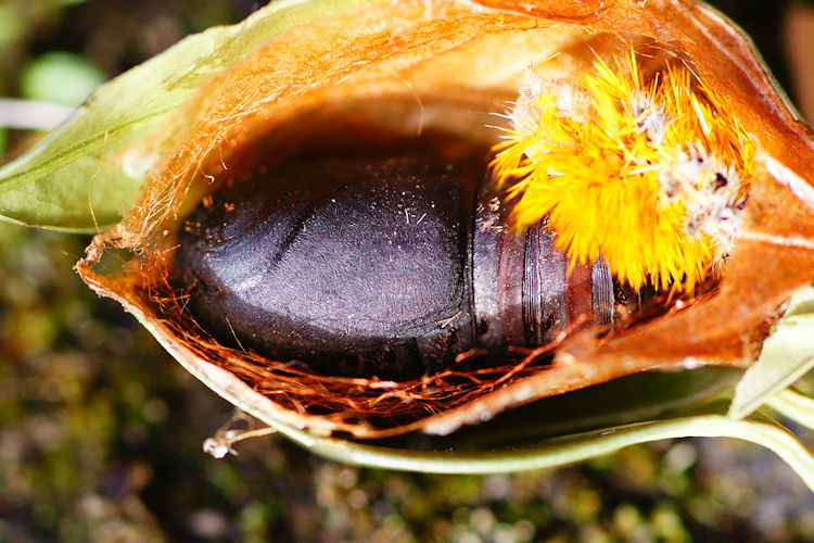 Automeris rubrescens