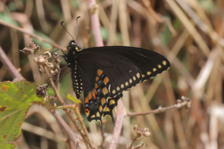 Papilio polyxenes stabilis