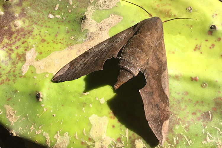 Pachylia syces