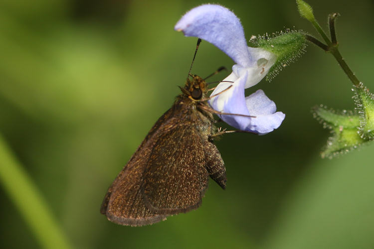 Eprius veleda veleda