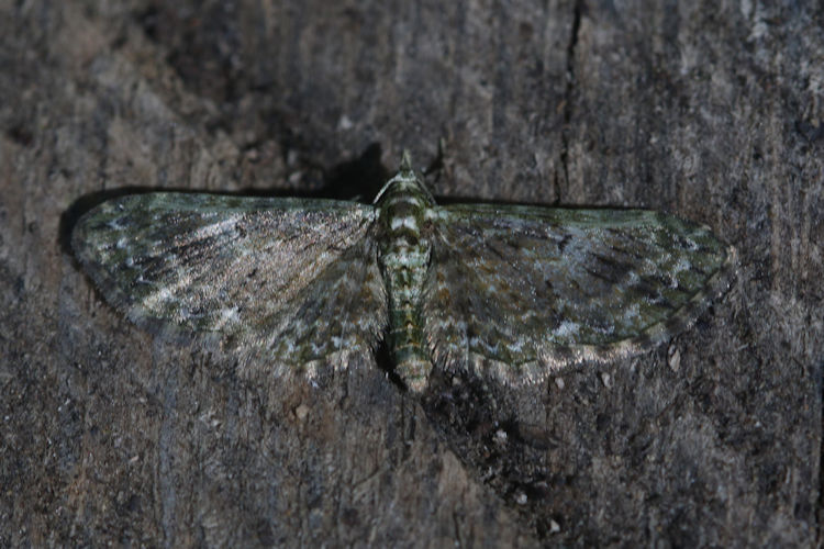 Eupithecia sp.18