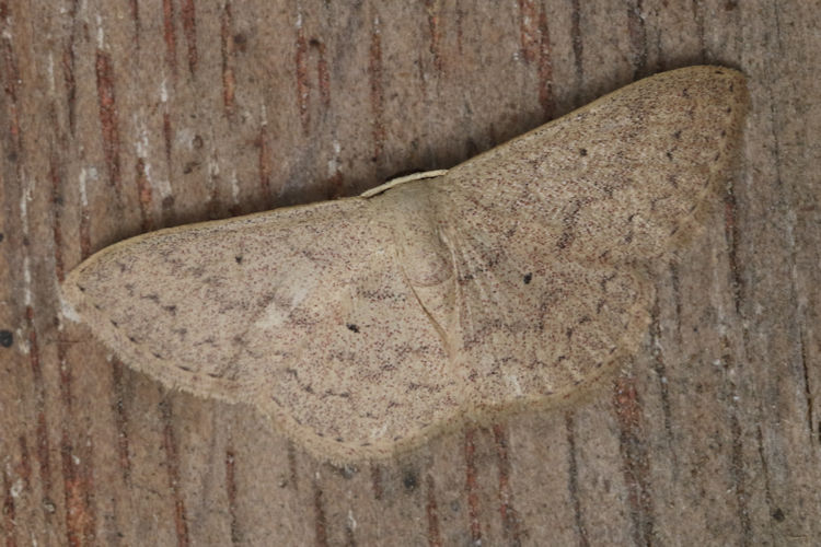 Semaeopus dentilinea