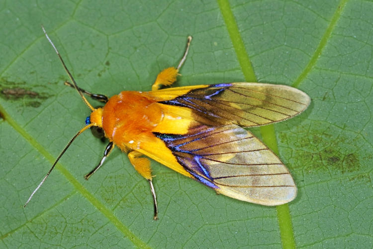 Symphlebia hyalina