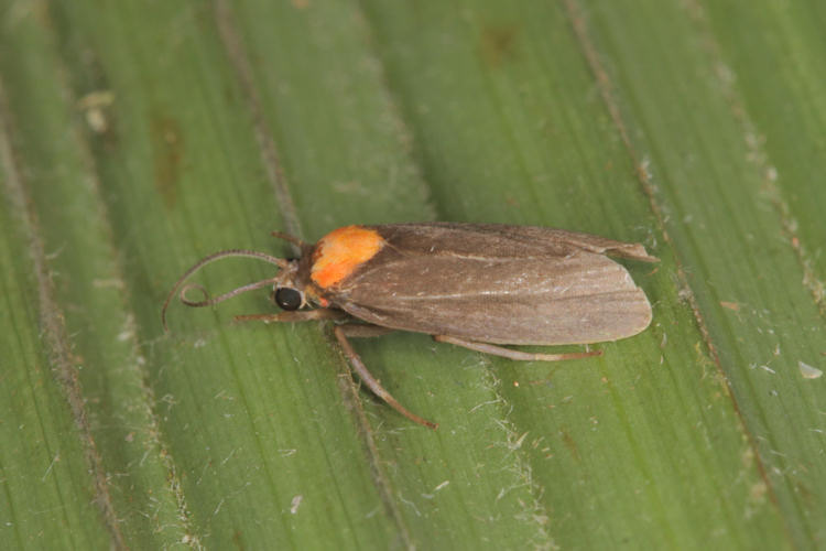 Arctiidae sp.02