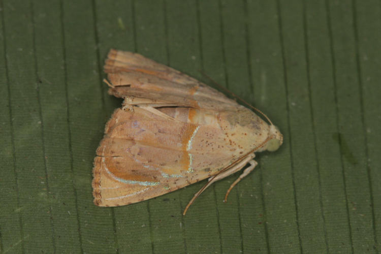 Eulepidotis bourgaulti