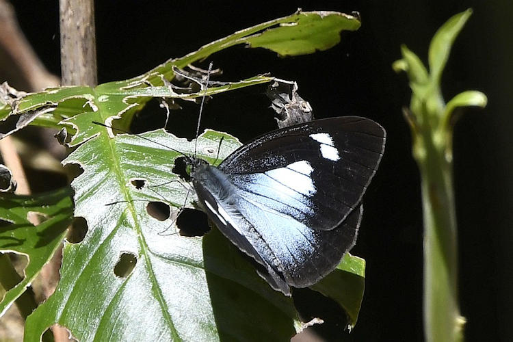 Leptophobia caesia tenuicornis