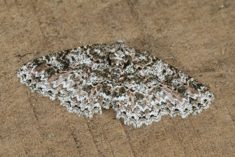 Bryoptera subbrunnea