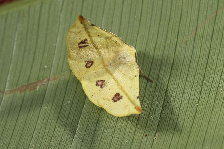Cratoptera primularia