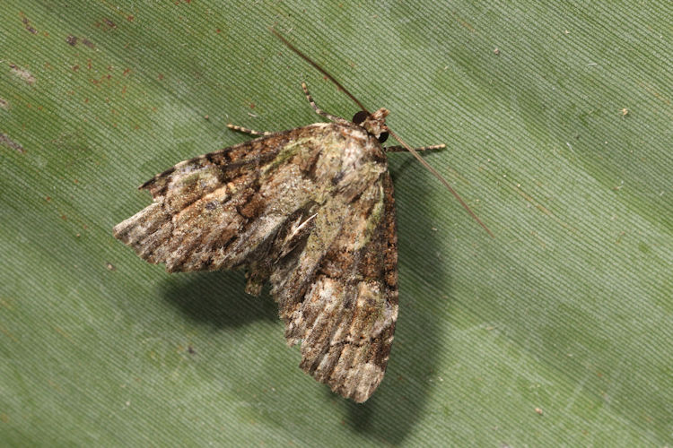 Noctuidae sp.09