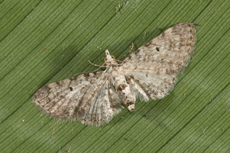 Eupithecia sp.06