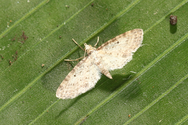 Eupithecia montana