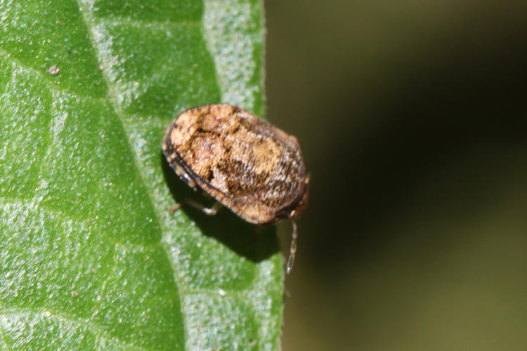 Pachycorinae sp.