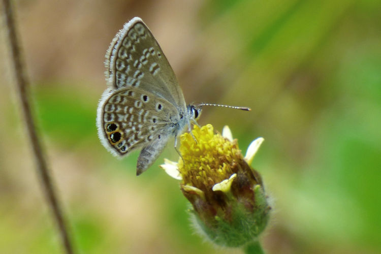 Hemiargus ceraunus astenidas