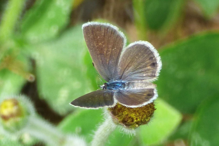 Hemiargus ceraunus astenidas