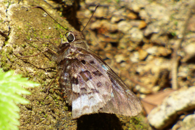 Codatractus imalena