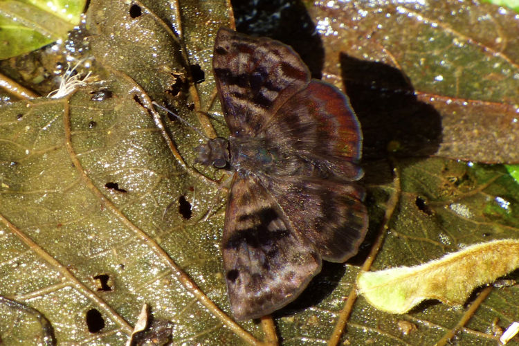 Ebrietas anacreon anacreon