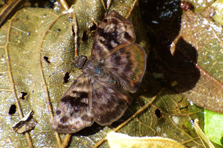 Ebrietas anacreon anacreon