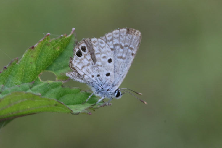 Hemiargus ceraunus astenidas