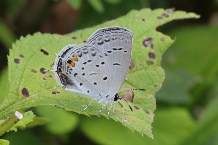 Cupido comyntas texana