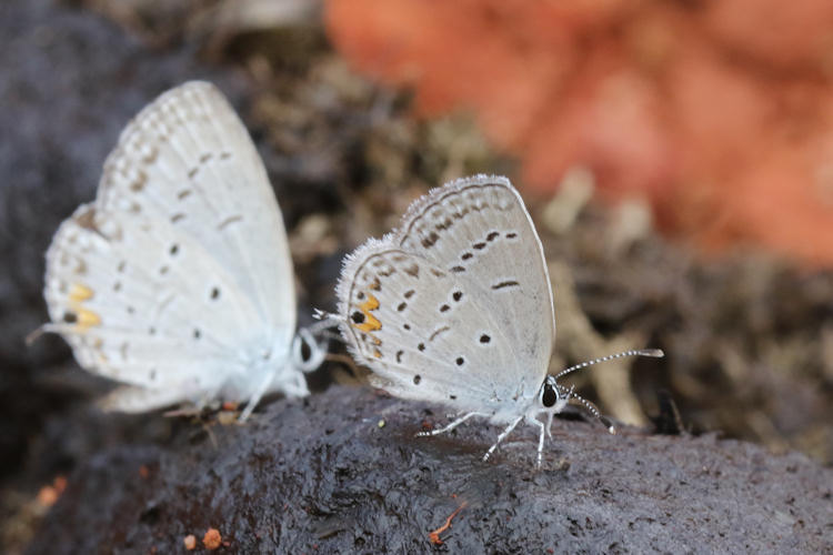 Cupido comyntas texana