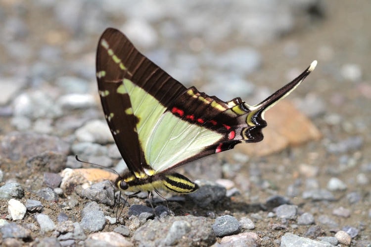 Eurytides dioxippus flotti