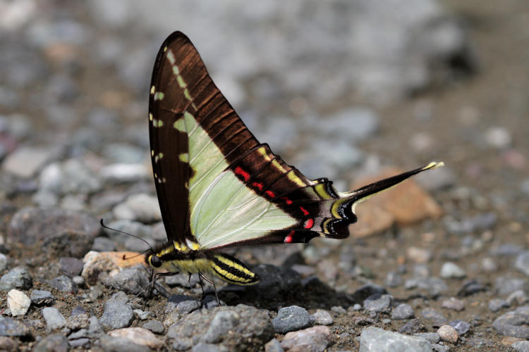 Eurytides dioxippus flotti