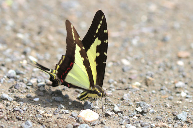 Eurytides dioxippus flotti