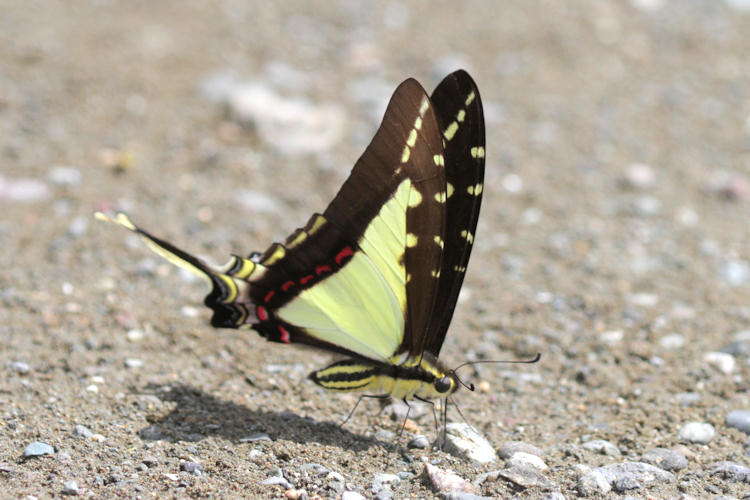 Eurytides dioxippus flotti