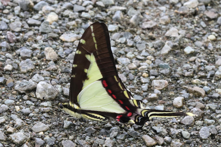 Eurytides dioxippus flotti