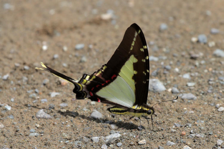 Eurytides dioxippus flotti