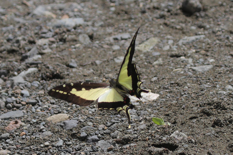 Eurytides dioxippus flotti