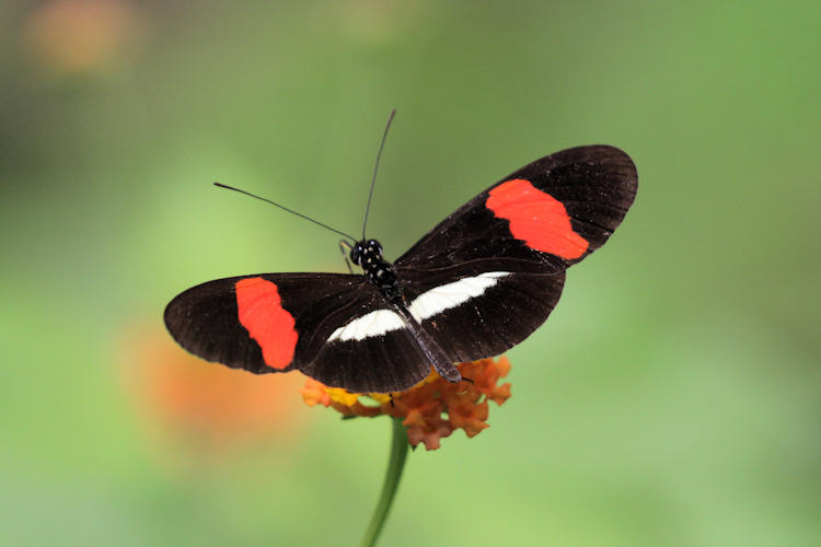 Heliconius erato petiverana