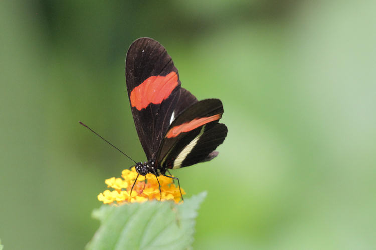 Heliconius erato petiverana