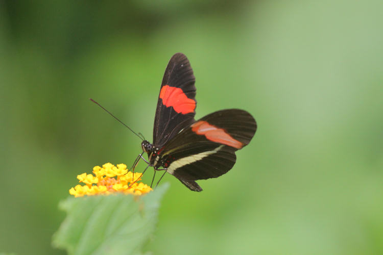 Heliconius erato petiverana