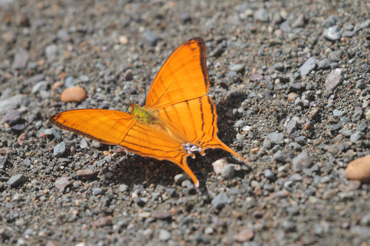 Marpesia berania fruhstorferi