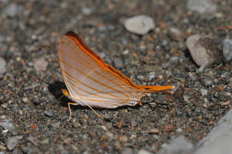 Marpesia berania fruhstorferi