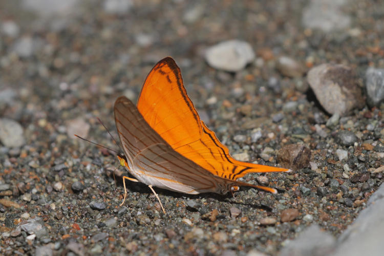 Marpesia berania fruhstorferi