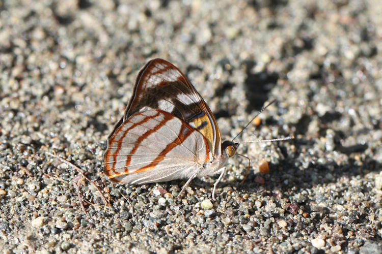 Dynamine colombiana