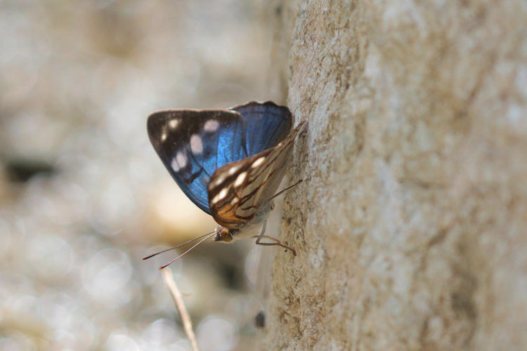 Dynamine colombiana