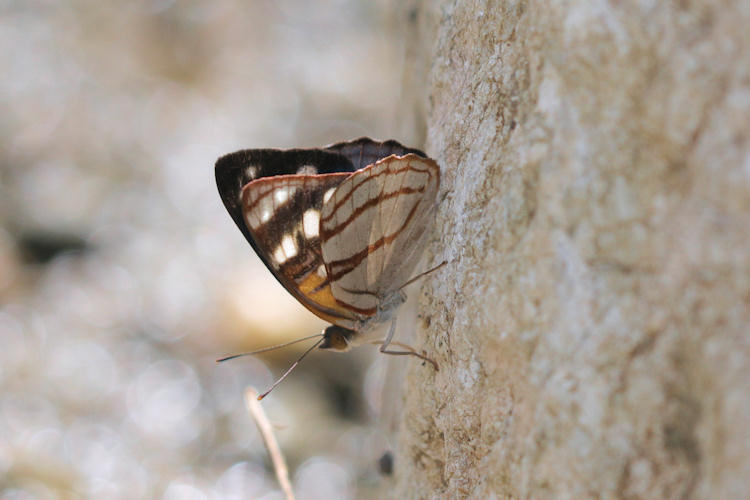 Dynamine colombiana