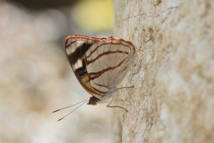 Dynamine colombiana