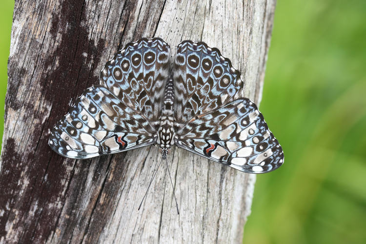 Hamadryas feronia farinulenta