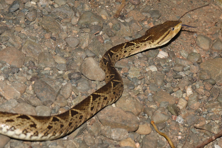 Bothrops asper