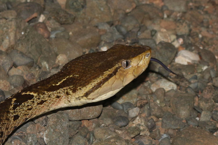 Bothrops asper