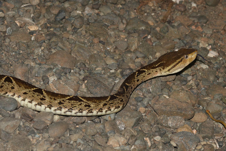 Bothrops asper