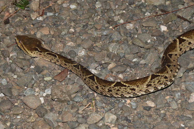 Bothrops asper