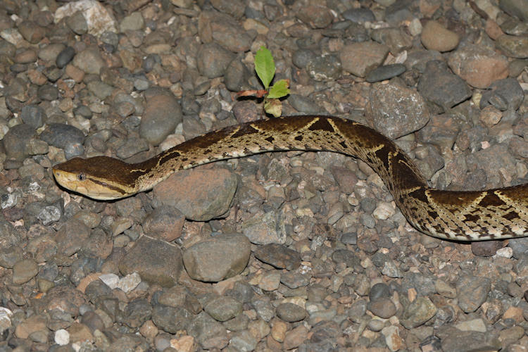 Bothrops asper