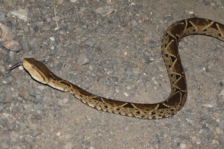 Bothrops asper