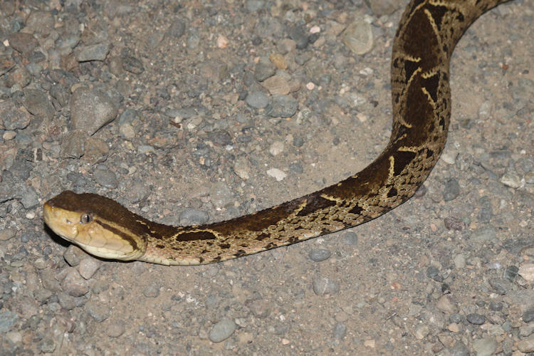 Bothrops asper